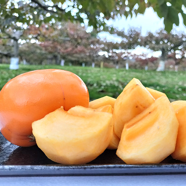 山形県庄内の農家