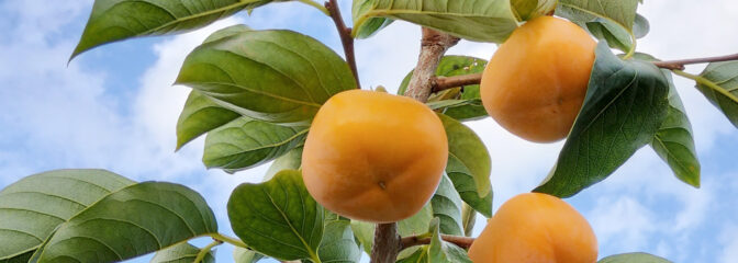 自慢の特産品！山形県の庄内柿 特集