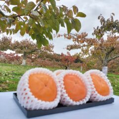 庄内柿の特徴は？～美味しい時期はいつ頃