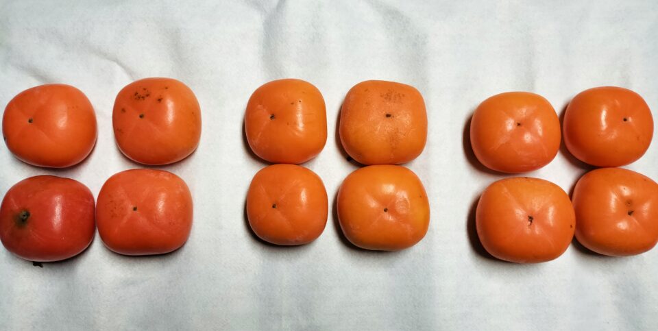 3種類の柿の保管 2週間後