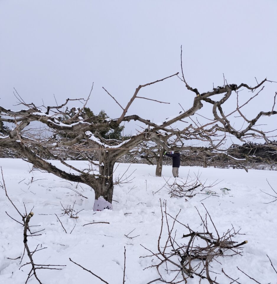 剪定した柿の木