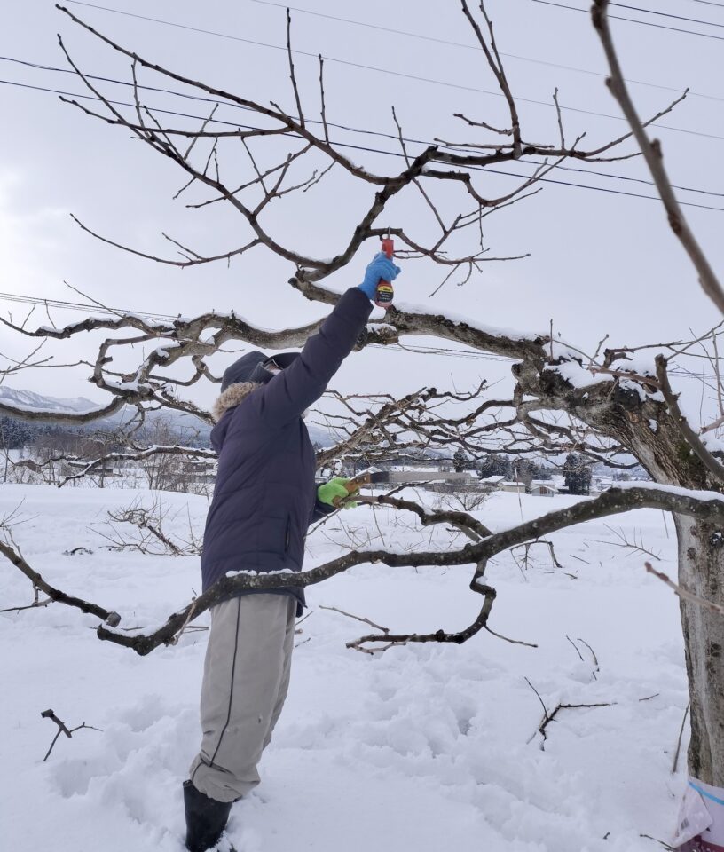 バァバァ柿の剪定作業