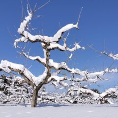 美味しい柿を作ろう！　作業日誌