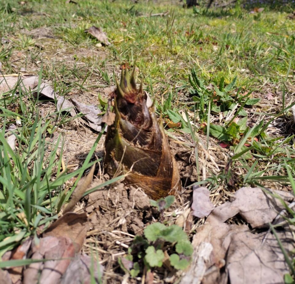 タケノコの芽生え