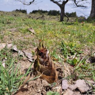 美味しい柿を作ろう！若葉の季節