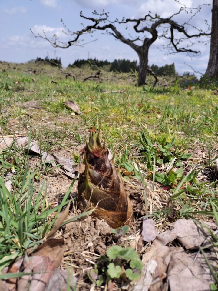 筍の芽生え