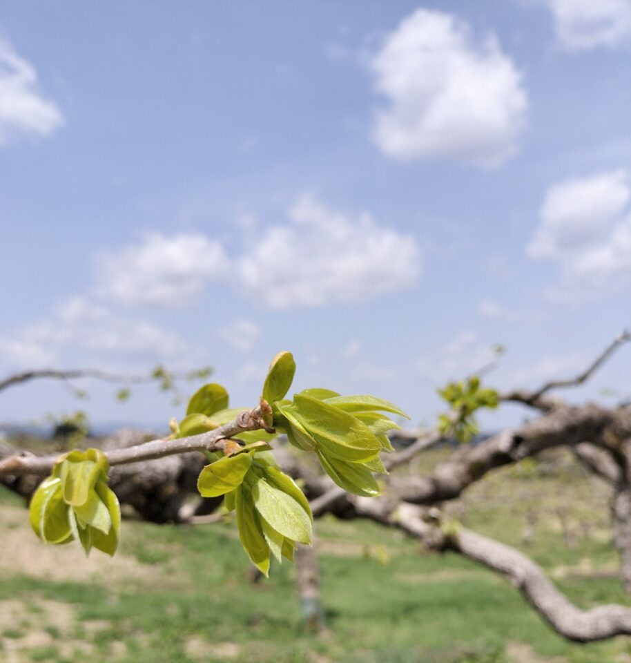 柿の木若葉アップ