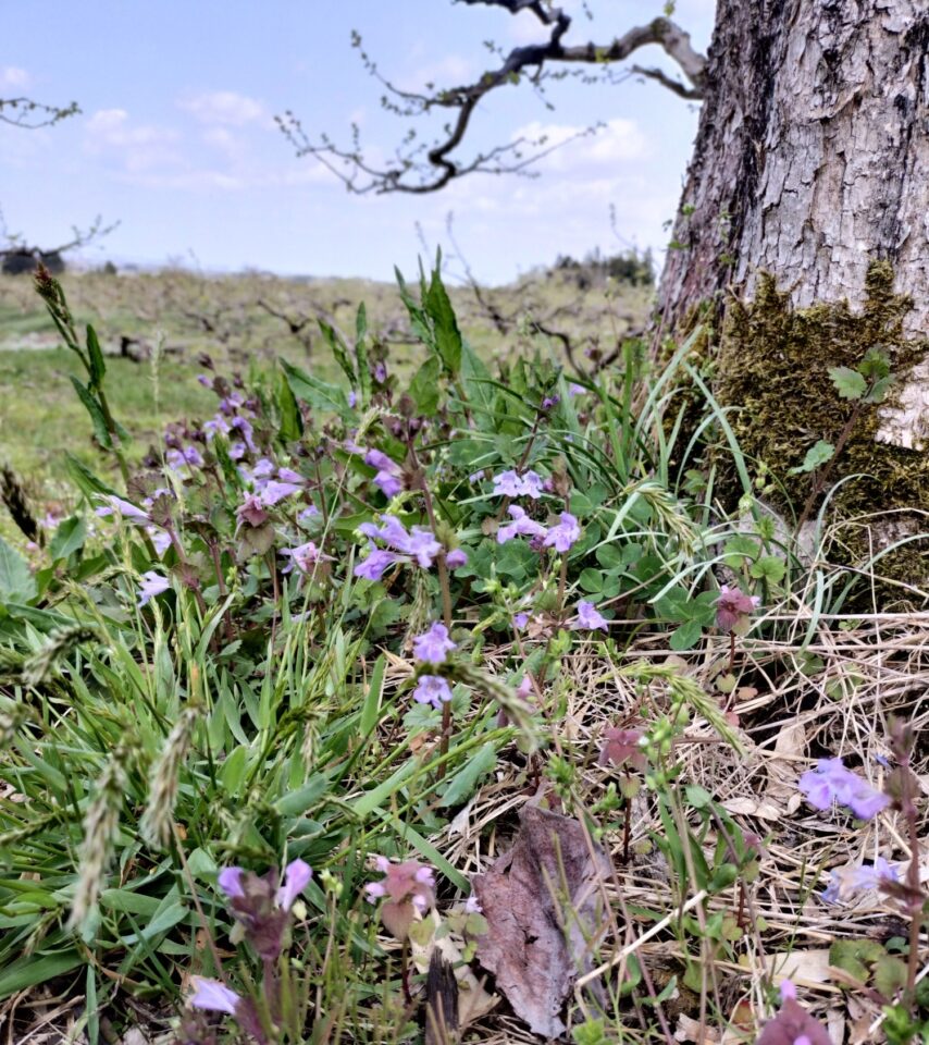 柿畑のシソ科植物