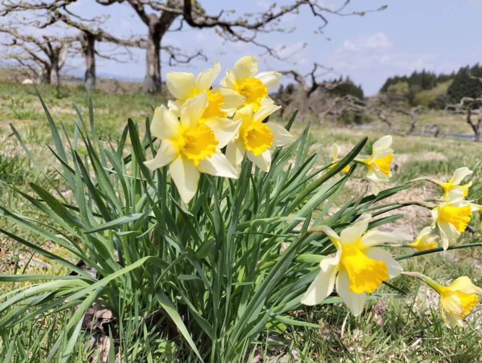 柿畑のラッパスイセン