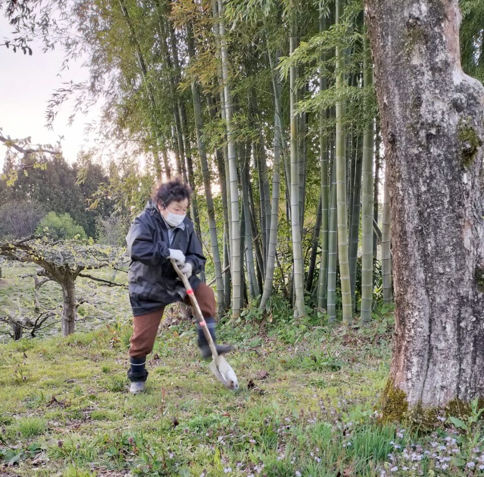 筍を掘るバァバァ