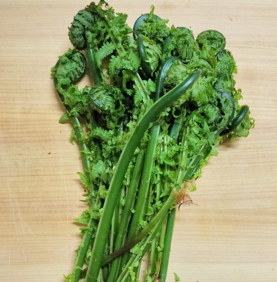 収穫したこごみ