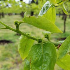 美味しい柿を作ろう！！　柿の赤ちゃん誕生
