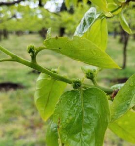 柿の実の赤ちゃん