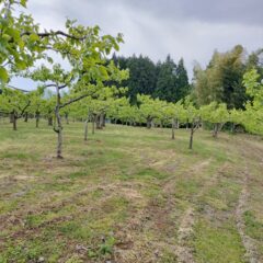 美味しい柿を作ろう！～草刈りしました