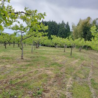美味しい柿を作ろう！～草刈りしました