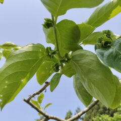美味しい柿を作ろう！～柿の摘蕾（てきらい）について