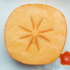 庄内柿の不思議　～種がないのは単為結果（たんいけっか）のおかげ