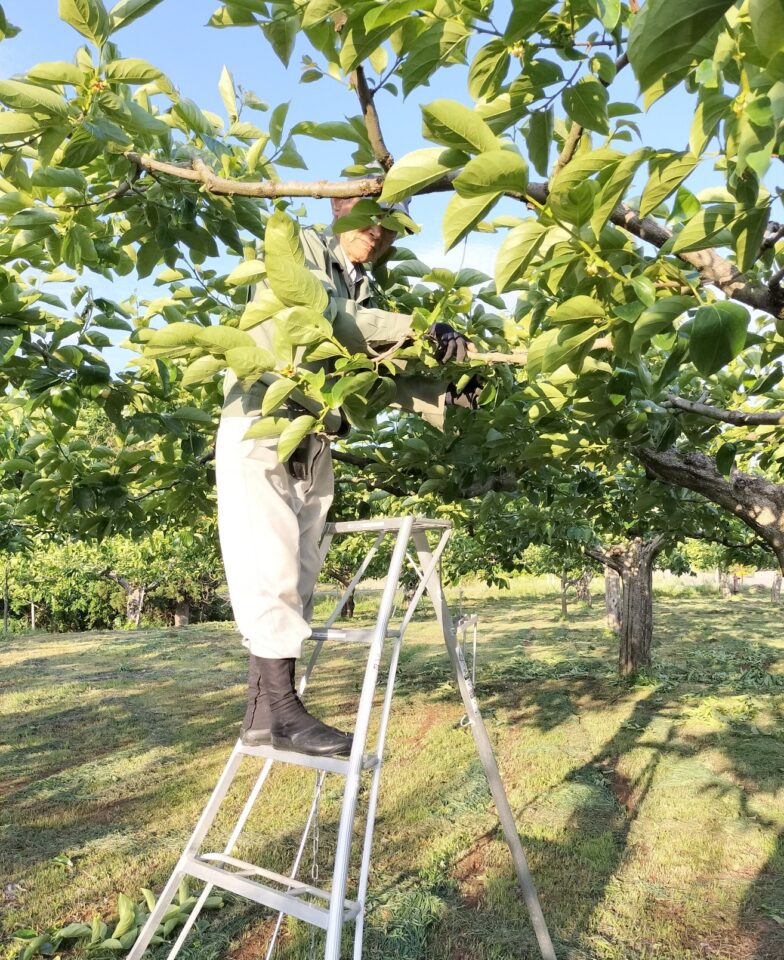 柿の摘蕾作業