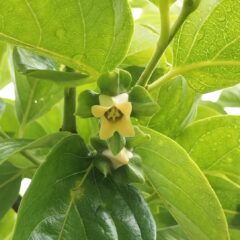 美味しい柿を作ろう！　～柿の花が咲いた