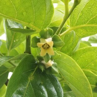 美味しい柿を作ろう！　～柿の花が咲いた