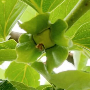 美味しい柿を作ろう！～柿の実が出来てきました(*^^*)