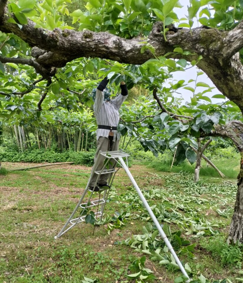 バァバァ摘蕾作業