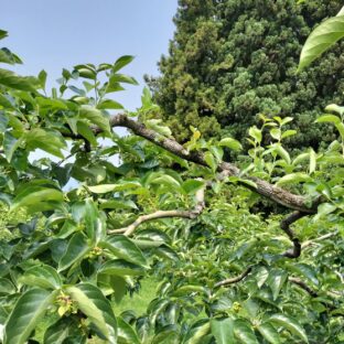美味しい柿を作ろう！夏期の柿の木の手入れ