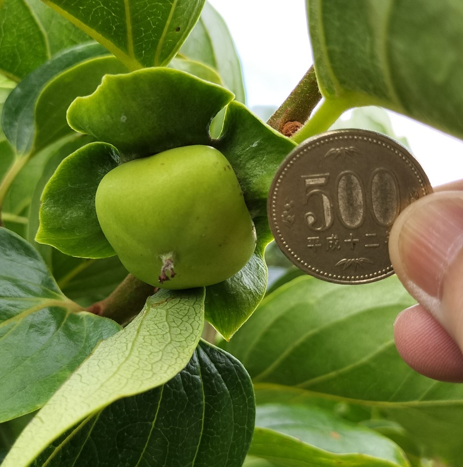 6月下旬500円硬貨ほどの柿の実