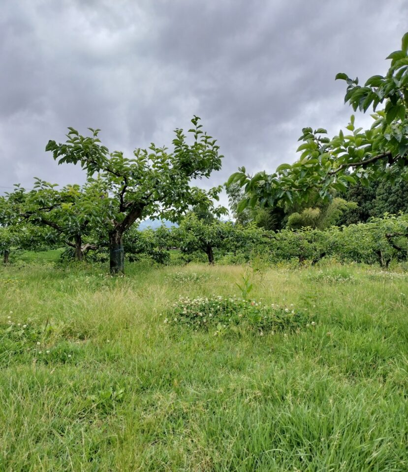6月下旬柿畑草刈り前