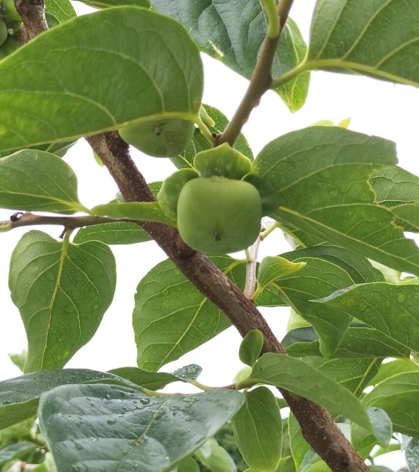7月上旬の柿の実