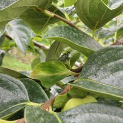 美味しい柿を作ろう　～梅雨編