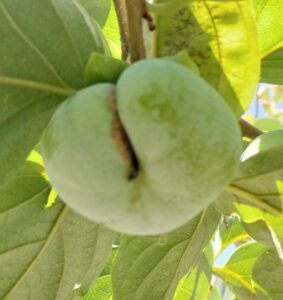 お尻のような柿