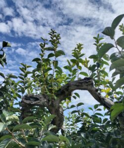 ８月柿の木の徒長枝