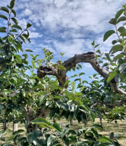 ８月柿の木の徒長枝（選定後）
