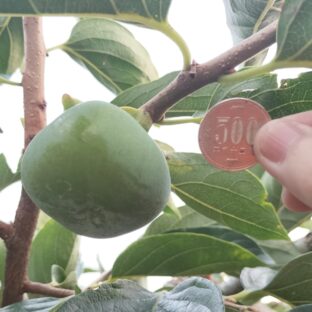 美味しい柿を作ろう　～８月：真夏の作業