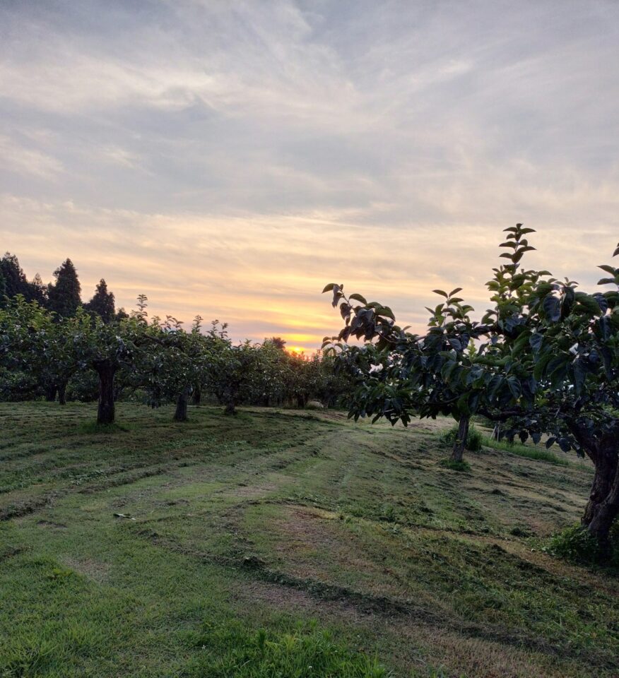 ８月柿畑草刈り後