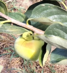 日焼けした柿２