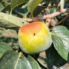 美味しい柿を作ろう～９月に入りました～