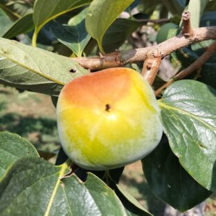 美味しい柿を作ろう～９月に入りました～