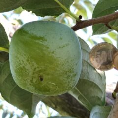 美味しい柿を作ろう！～９月中旬　記録的な猛暑の影響～