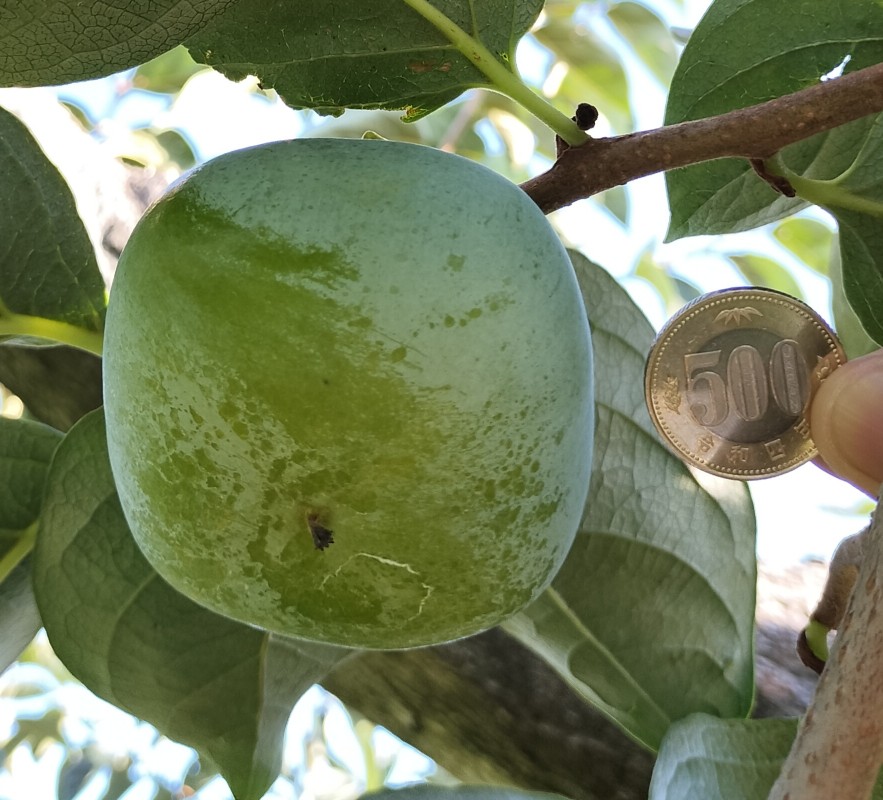 9月下旬の柿の実