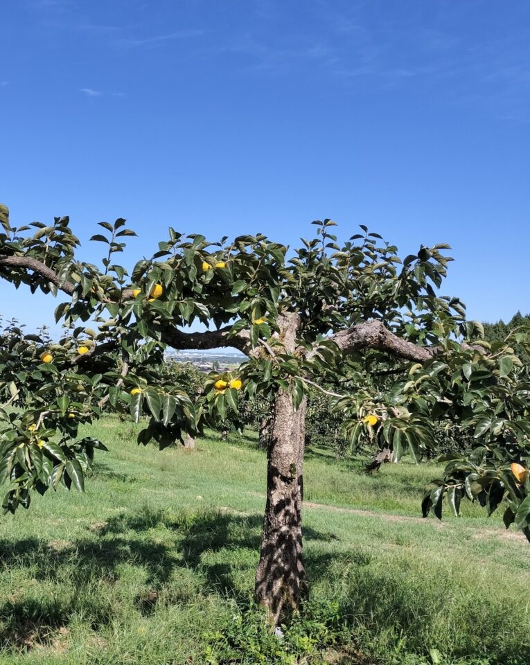 黄色く色づいた柿の木