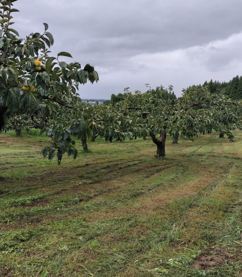 10月草刈り後の柿畑