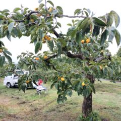 美味しい柿をつくろう！　収穫前最後の仕上げ