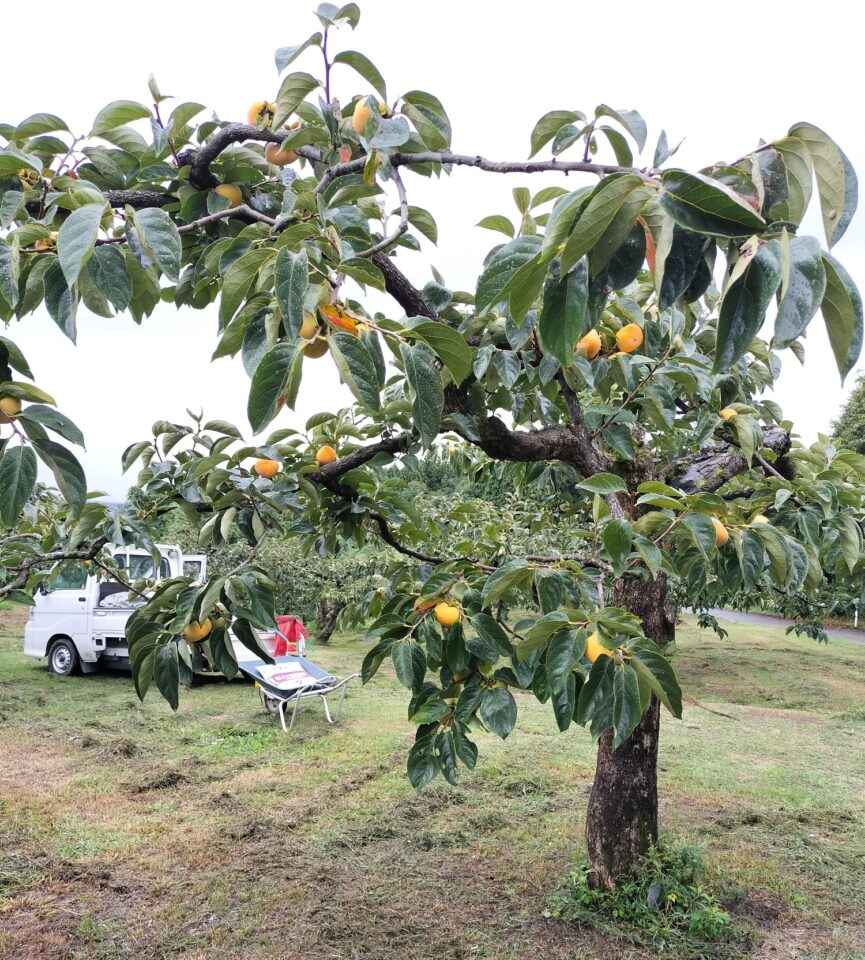 収獲間近の刀根早生