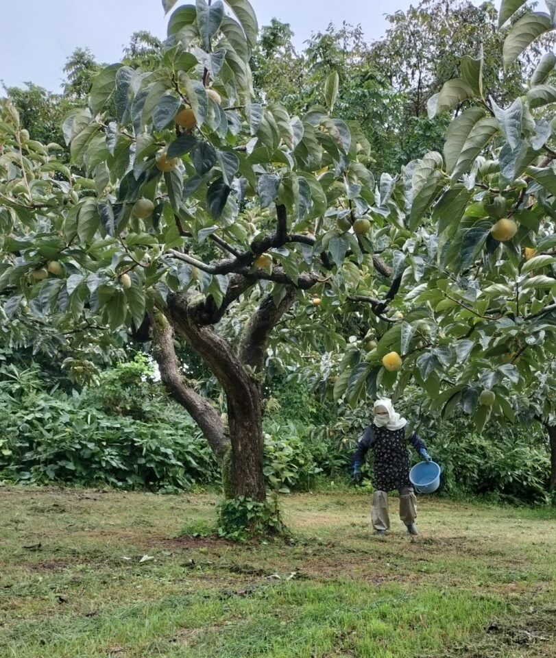 柿の木に堆肥をまく