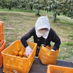 庄内柿　発送準備　～収穫開始～