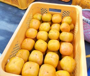 収穫した庄内柿