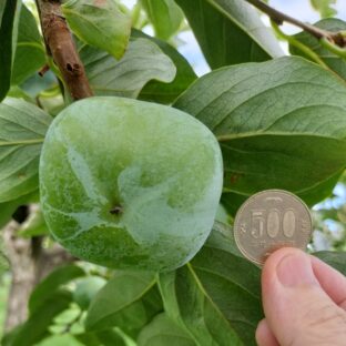 R6 美味しい柿を作ろう!～８月編～